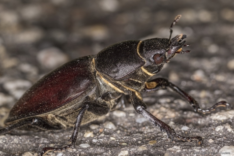 Vliegend hert (Lucanus cervus) vrouwtje
