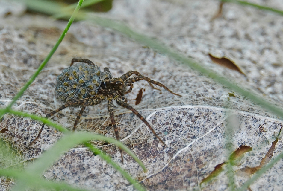 Voorbeeldige broedzorg - Geleedpotigen - Wolfspin