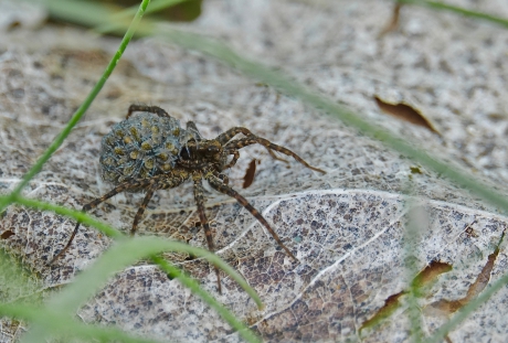 Voorbeeldige broedzorg