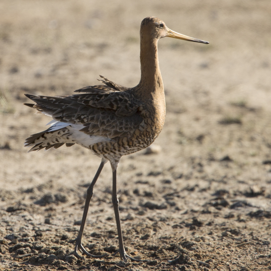 Vorstelijk perspectief ... - Vogels - Grutto