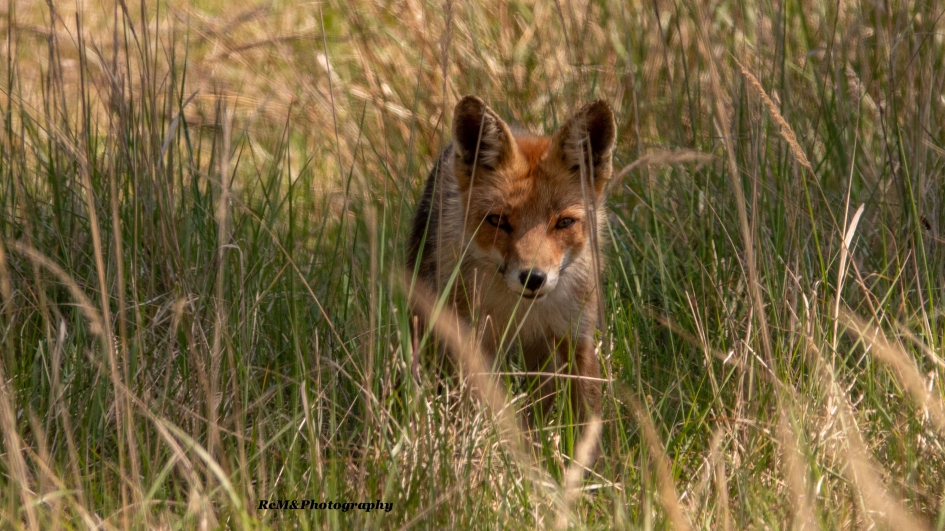 Vos. - Zoogdieren - Vos.