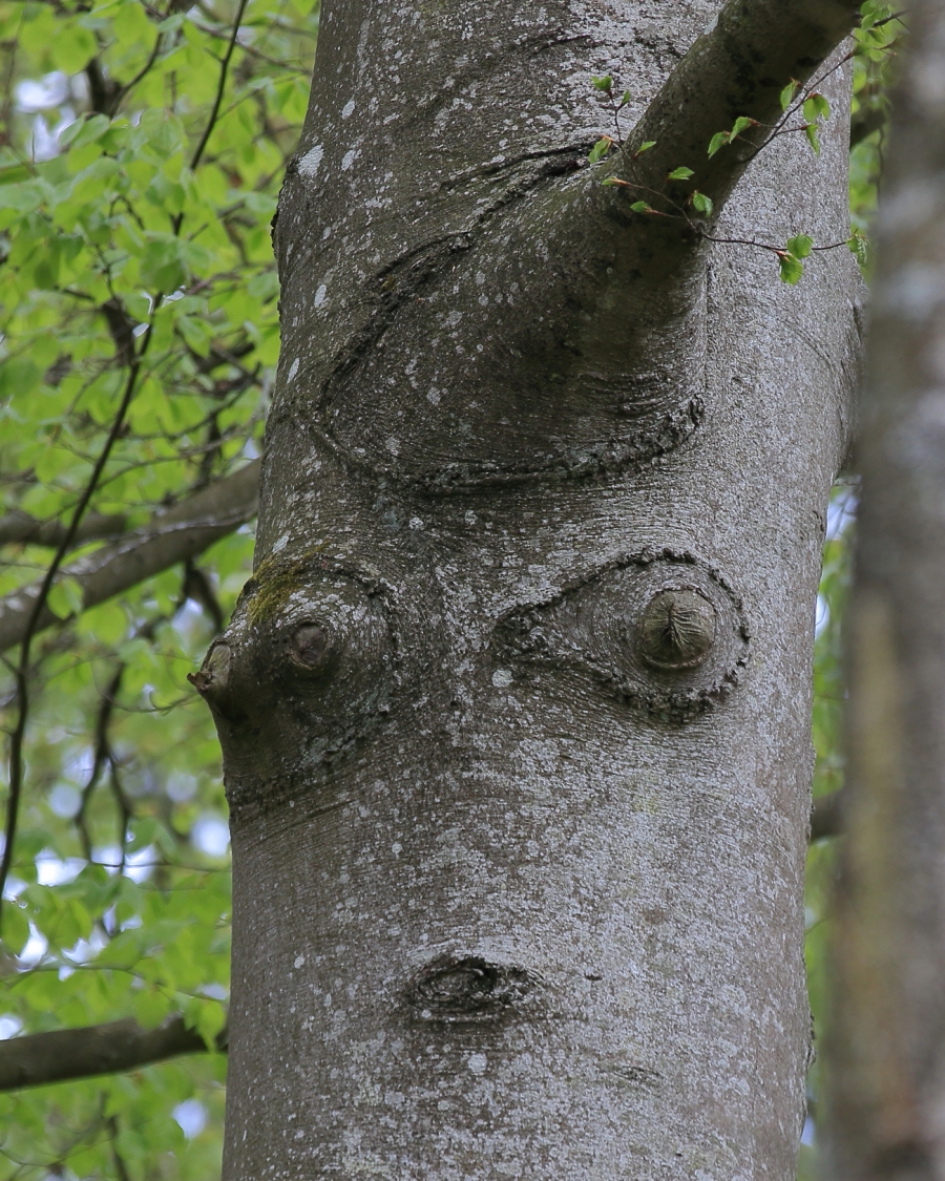 vreemd gezicht - Planten - 