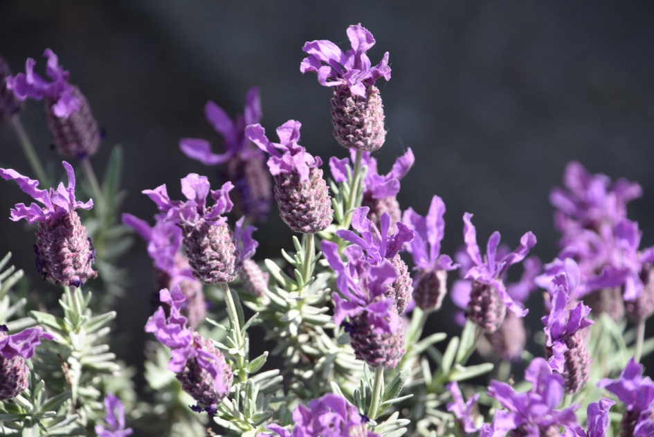 Kuif of pluimlavendel - Planten - 