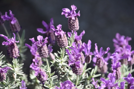 Kuif of pluimlavendel