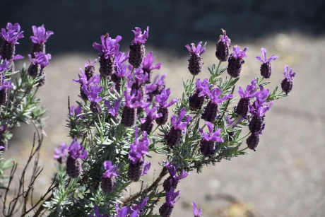 Kuif of pluimlavendel