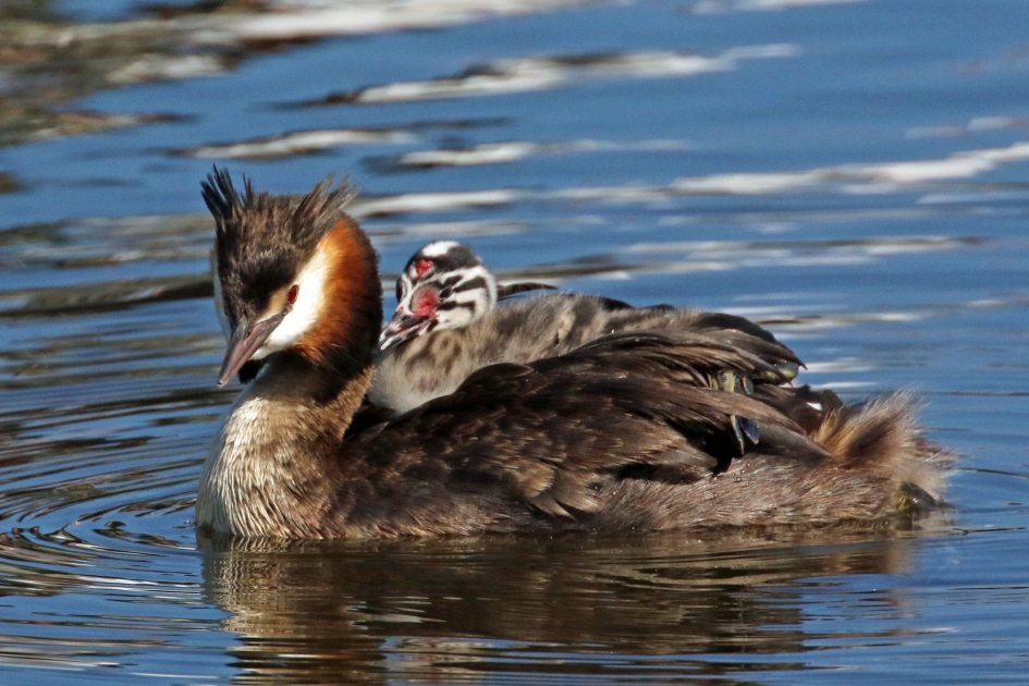 Waar gaan we heen Ma ? - Vogels - 