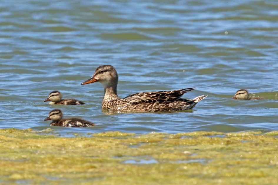 Wacht op mij.... - Vogels - 
