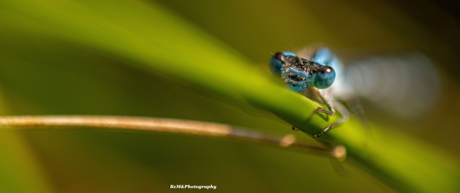 Waterjuffer. - Geleedpotigen - Waterjuffer.