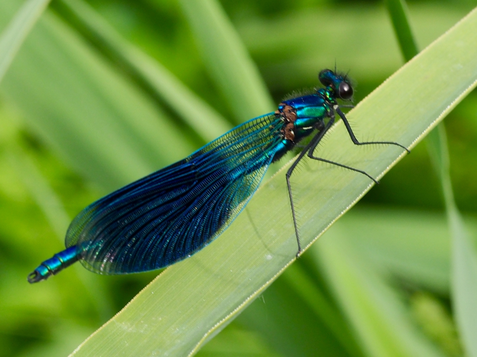 Weer present - Geleedpotigen - Weidebeekjuffer