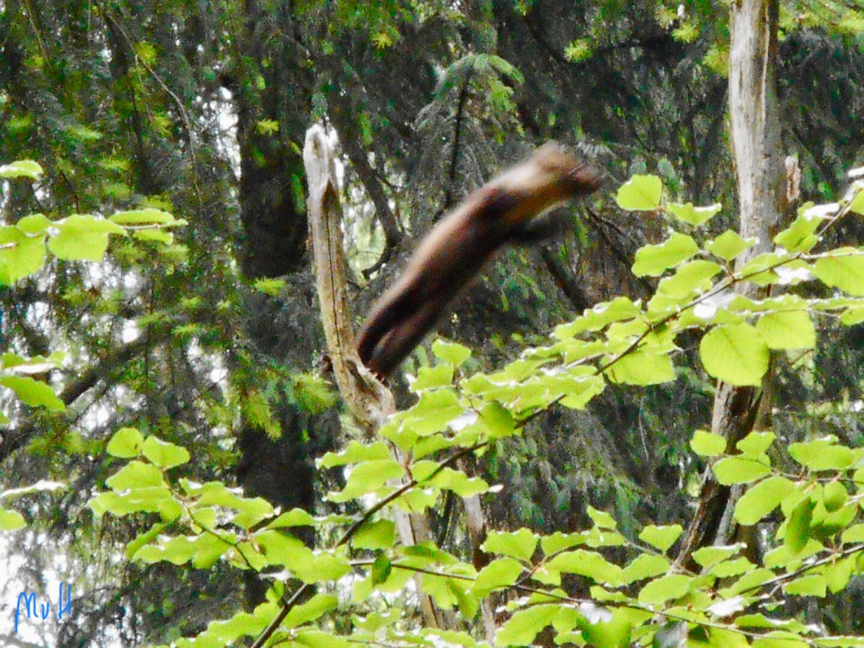 Welke soort marter is dit? - Zoogdieren - 