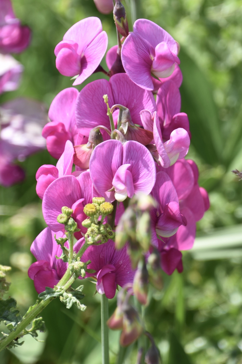 Wilde lathyrus - Planten - 