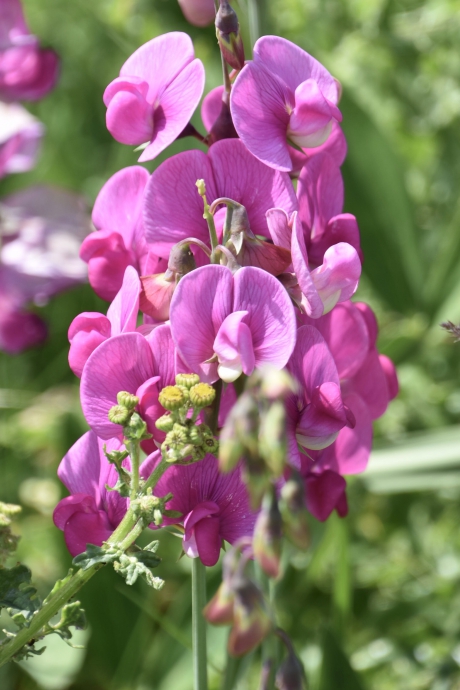 Wilde lathyrus