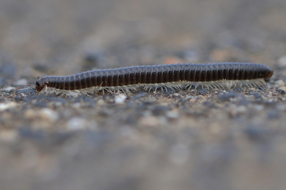 witpootkronkel - een miljoenpoot - - Geleedpotigen - witpootkronkel
