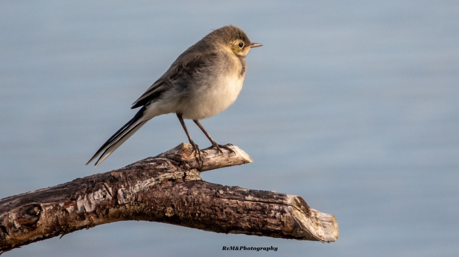 Witte kwikstaart. - Vogels - Witte kwikstaart.