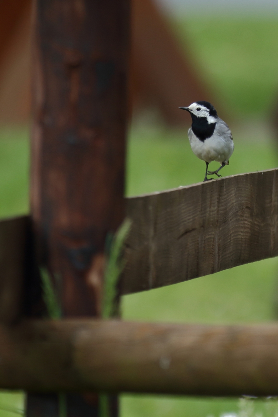 witte kwikstaart - Vogels - witte kwikstaart