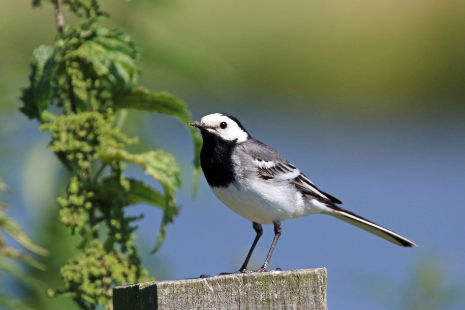 Witte kwikstaart - Vogels - 