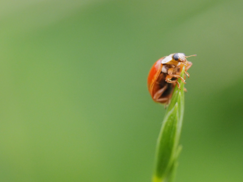 Wonderlijk - Geleedpotigen - Aziatisch lieveheersbeestje