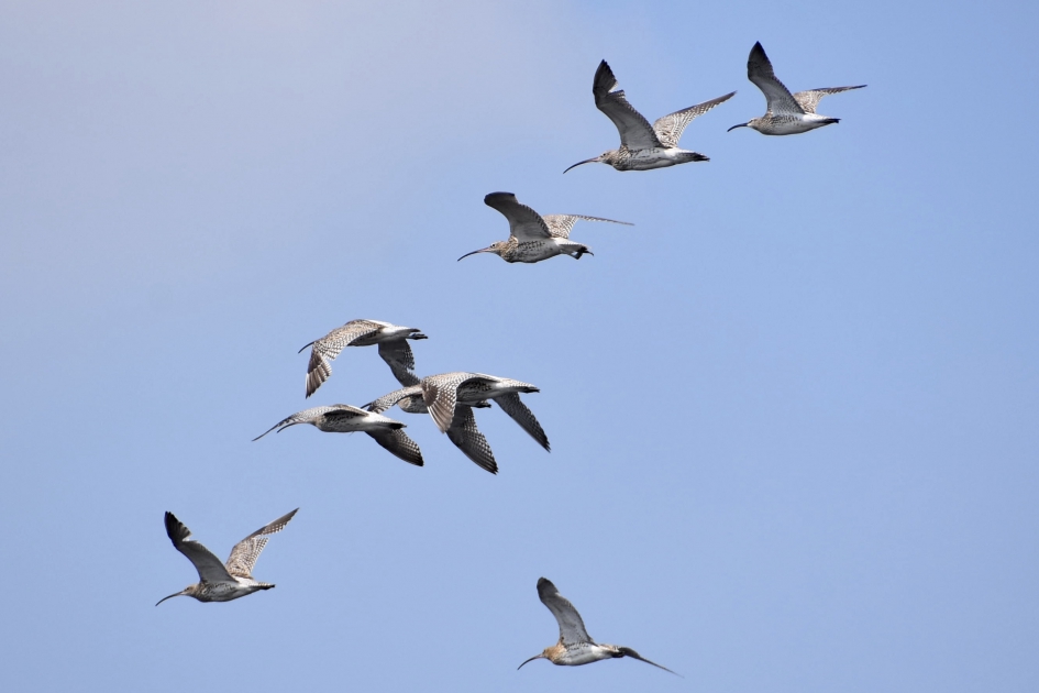 Wulpen boven de Nieuwkoopse Plassen - Vogels - 