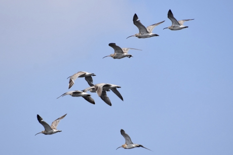 Wulpen boven de Nieuwkoopse Plassen