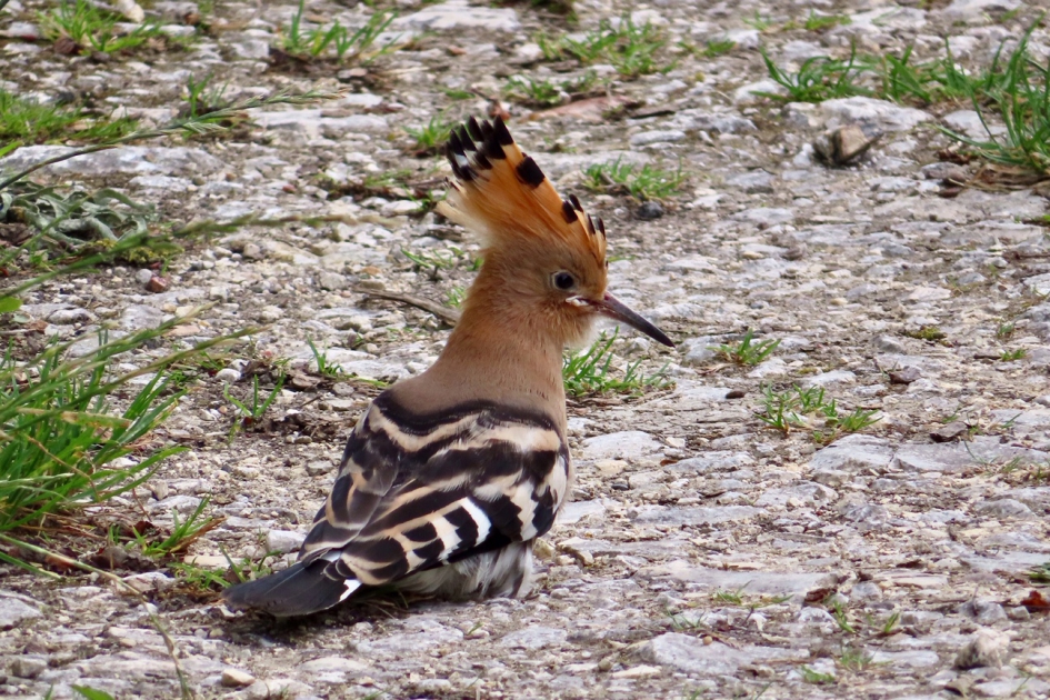 Zeer benaderbaar - Vogels - Hop
