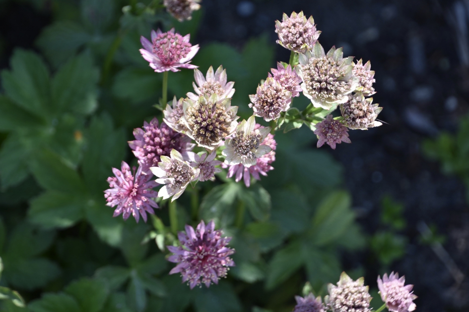 Zeeuws knoopje - Planten - 