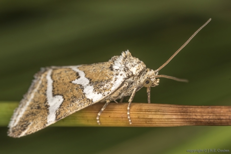 Zilverstreep (Deltote bankiana)