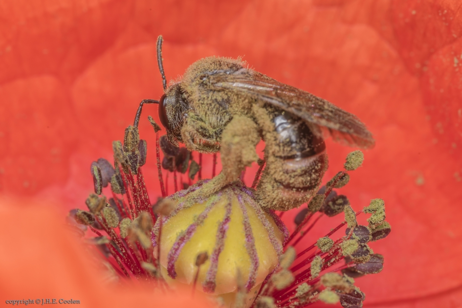 Zo veel mogelijk.... - Geleedpotigen - Bij