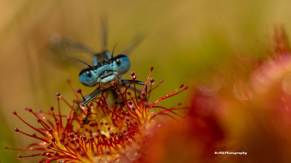 Zonnedauw. - Planten - Zonnedauw.