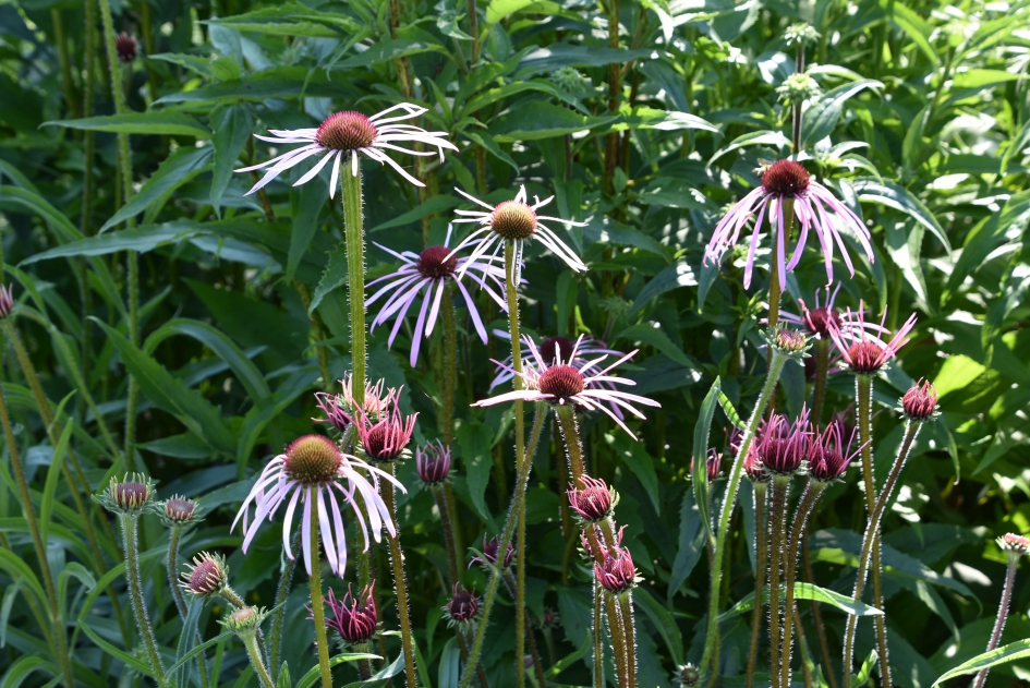 Zonnehoed - Planten - 