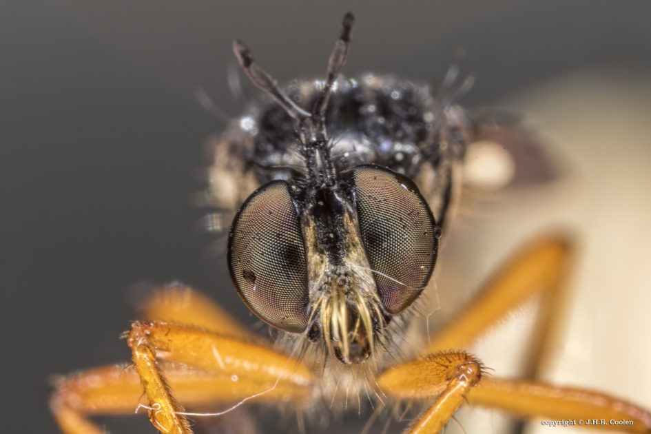 Zwartvlerkbladjager (Dioctria oelandica) - Geleedpotigen - Zwartvlerkbladjager