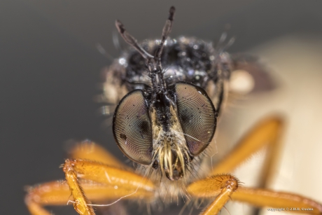 Zwartvlerkbladjager (Dioctria oelandica)