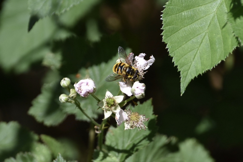 Zweefvlieg op bramenstruik - Geleedpotigen - 