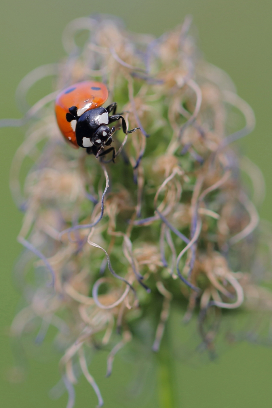 7-stippelig lieveheersbeestje - Geleedpotigen - 7-stippelig lieveheersbeestje