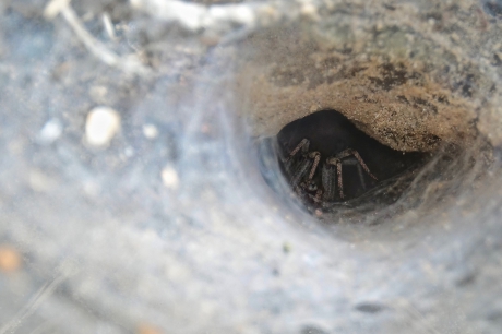 Aan het einde van deze trechter wachten giftige kaken