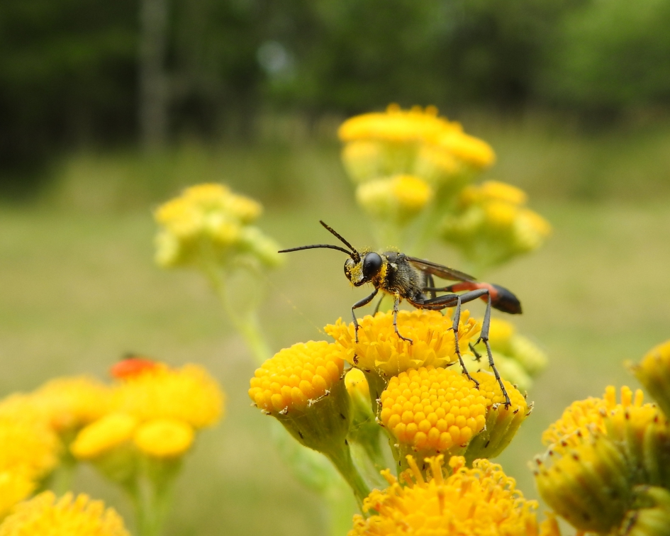 Aan het werk - Geleedpotigen - Fam. Gewone sluipwespen