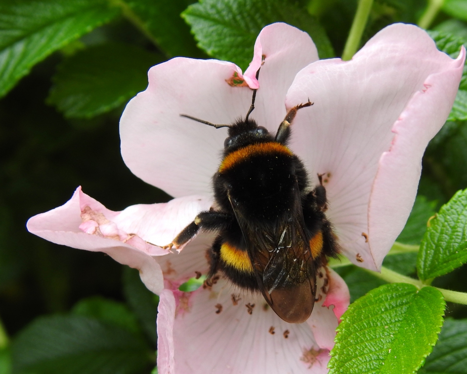 Aards beestje - Geleedpotigen - Aardhommel
