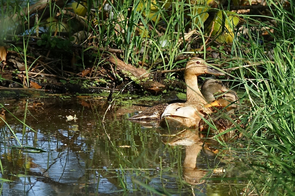 Alerte ruiende Wilde Eenden - Vogels - Wilde Eend