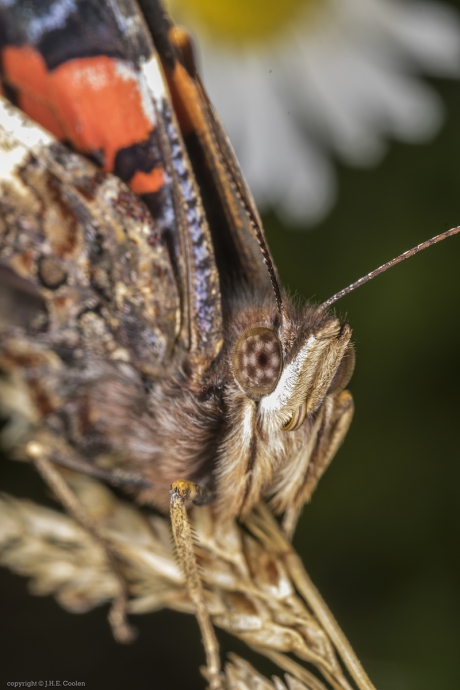 Atalanta (Vanessa atalanta)