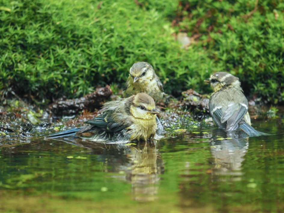 baden - Vogels - pimpelmees