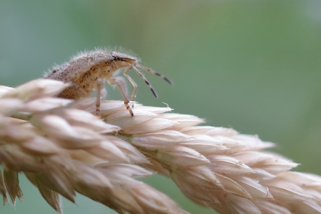 bessenschildwants -nimf-