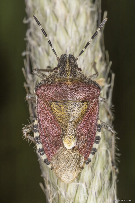 Bessenwants (Dolycoris baccarum) 1