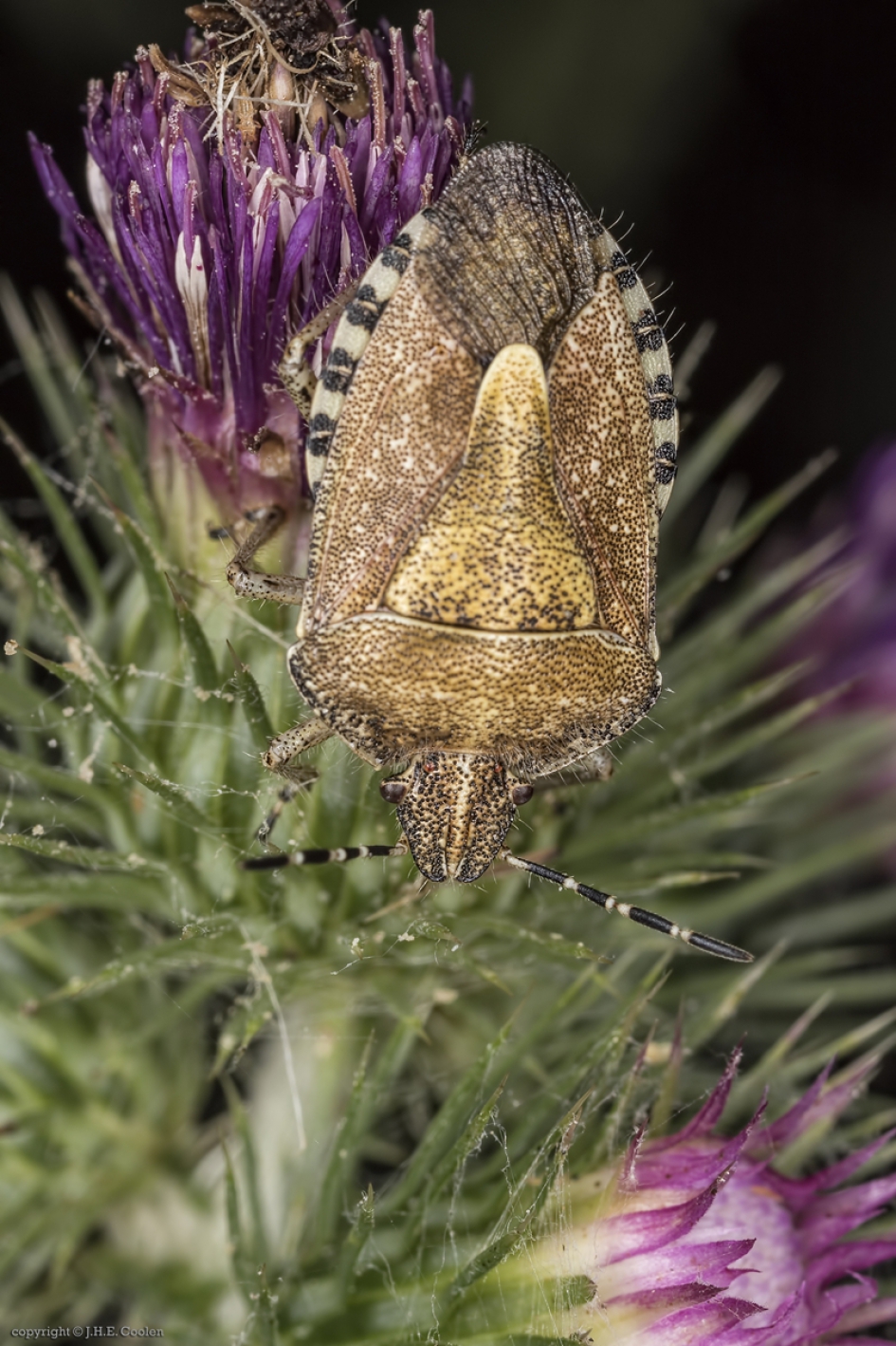 Bessenwants (Dolycoris baccarum) 2 - Geleedpotigen - Bessenwants