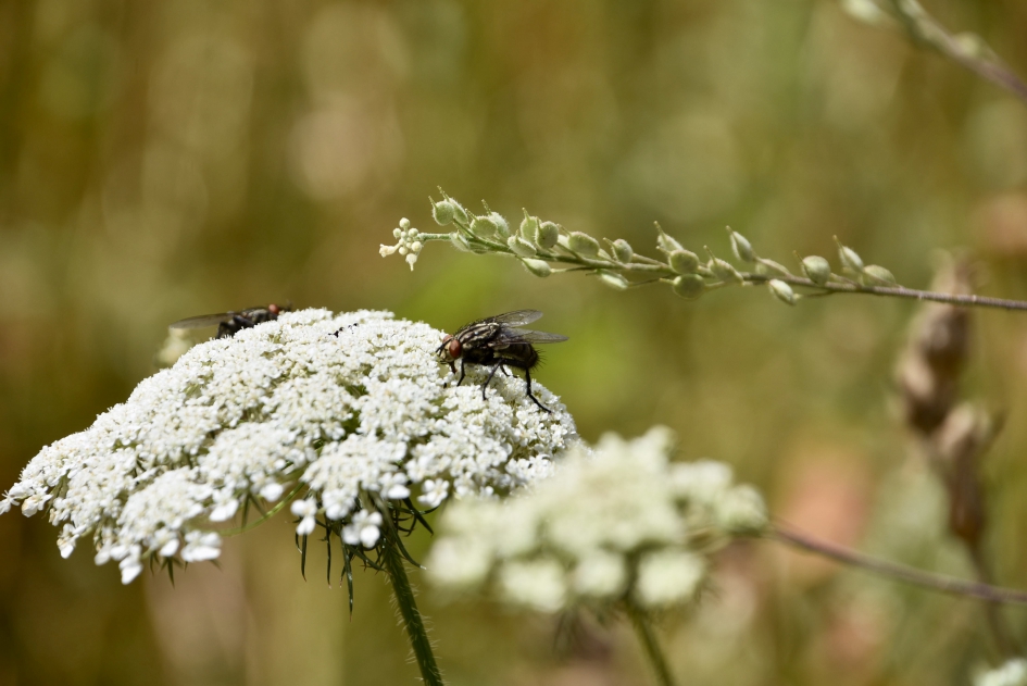 Bezoek op de peen - Geleedpotigen - 