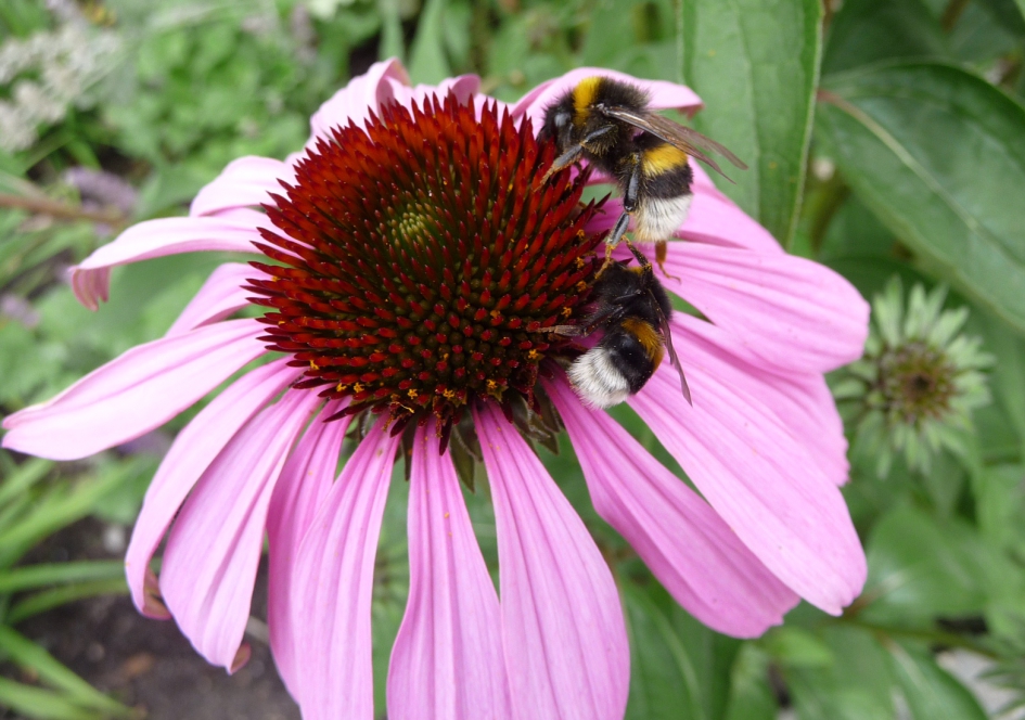 Bezoek op de zonnehoed - Geleedpotigen - 