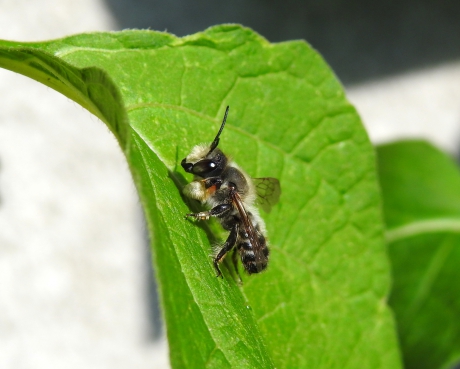 Bij met bokshandschoenen