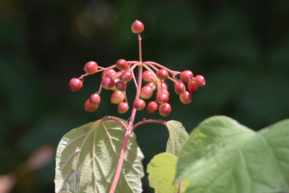 Bijna op kleur - Planten - 