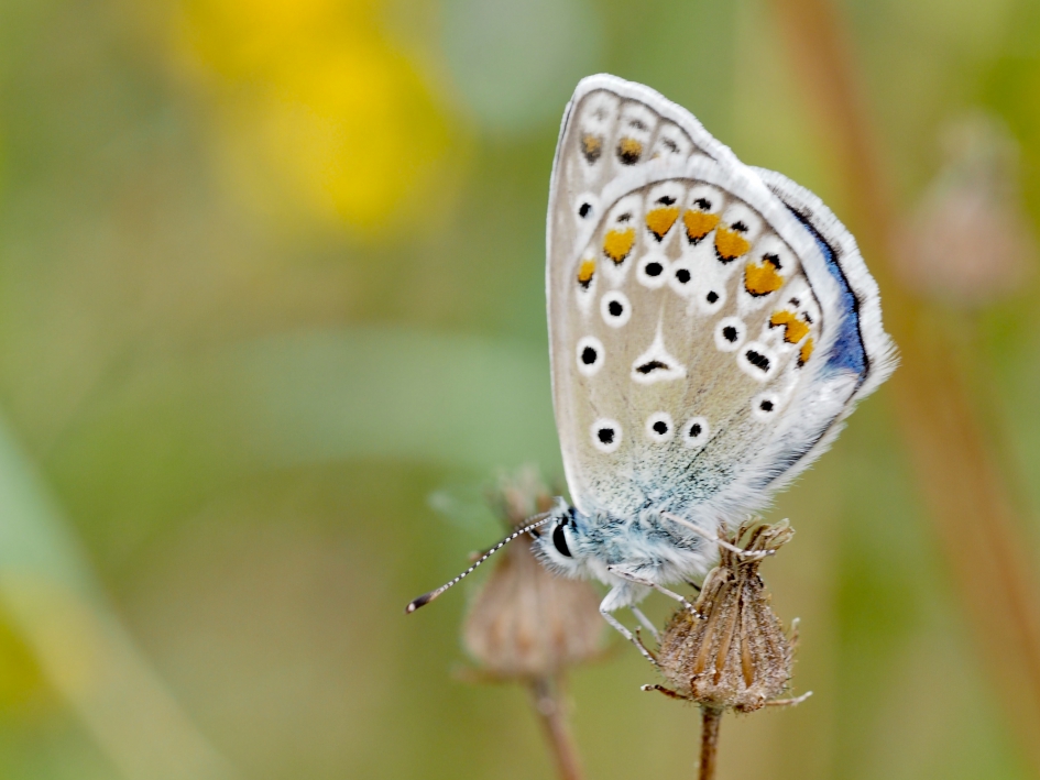 Binnenste buiten - Geleedpotigen - Icarusblauwtje