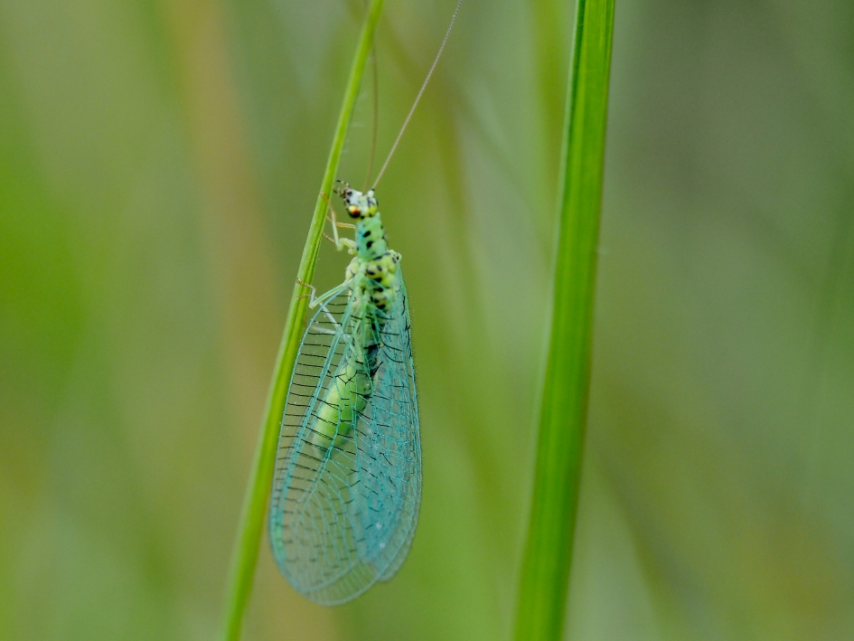 Blauwgroene tinten - Geleedpotigen - Gewone gaasvlieg