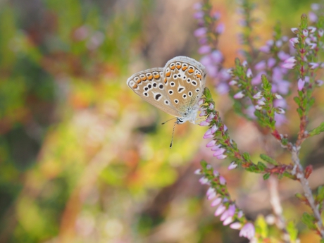 Blauwtje op paarse heide
