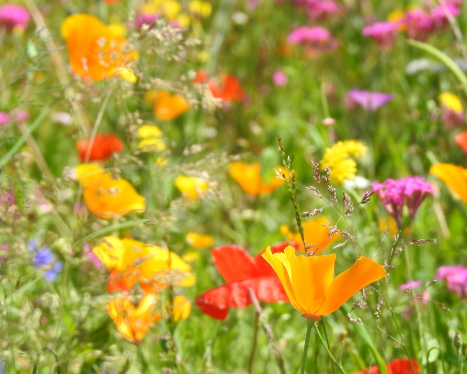 Bloemenfeestje - Planten - Varia aan bloemen